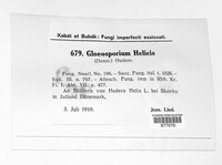 Image of Colletotrichum helicis